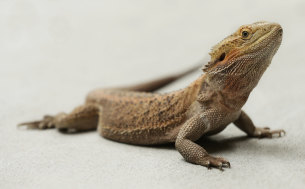 Central bearded dragons were among the animals stolen. (File image)