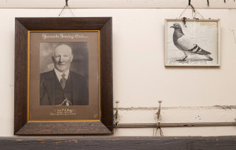 Yarraville Racing Pigeon Club's hall is filled with photos of distinguished past members and star racing pigeons. 