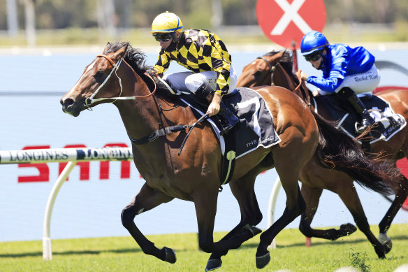 Remarque wins on debut at Rosehill on Saturday.
