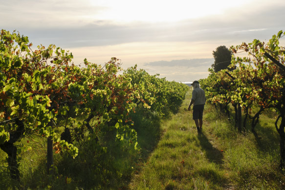 Andrew Jones inspecting his grape vine amid the browning leaves. 