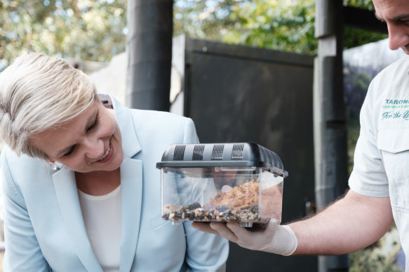 Environment Minister Tanya Plibersek looks at corroboree frogs.