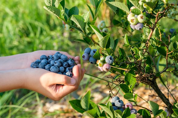 Enjoy the benefits of blueberries’ antioxidants without the worries about pesticides by growing them at home.