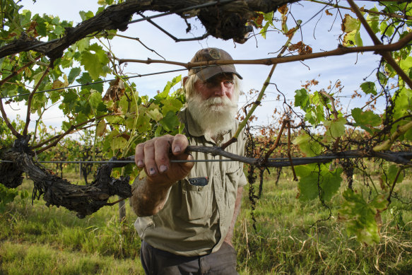 Andrew Jones inspects his diseased grape vines.