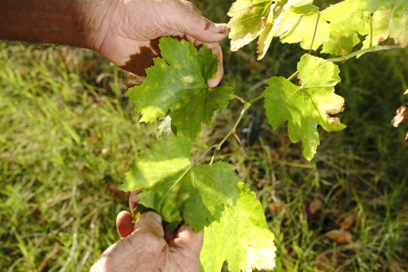 Downy mildew on grapevine leaves. 