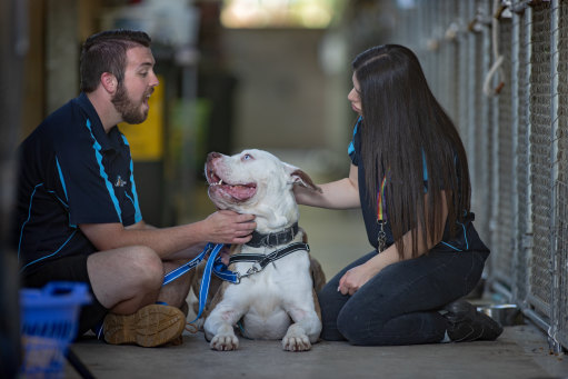 Here’s to Joy: Employees at the Lost Dogs’ Home’s Cranbourne centre, Brock Bushell and Annie Damerdjian, with Roscoe.