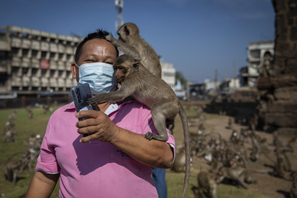 Monkeys jump onto a tourist’s shoulder at the Pra Prang Sam Yod Temple during the Lopburi Monkey Festival in Lop Buri, Thailand.