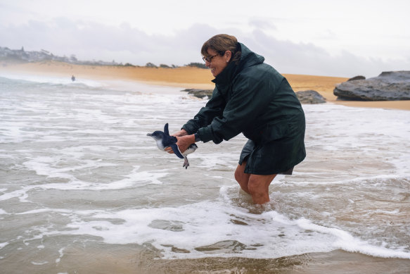 Hall releases the penguin back into the wild at Sydney’s North Curl Curl Beach.