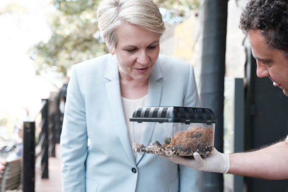 Federal Environment Minister Tanya Plibersek. 