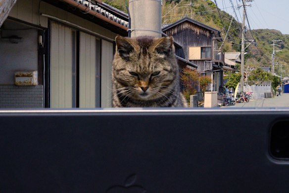 Video of a cat watching video of itself forms part of Jen Valender’s Cat Island. 