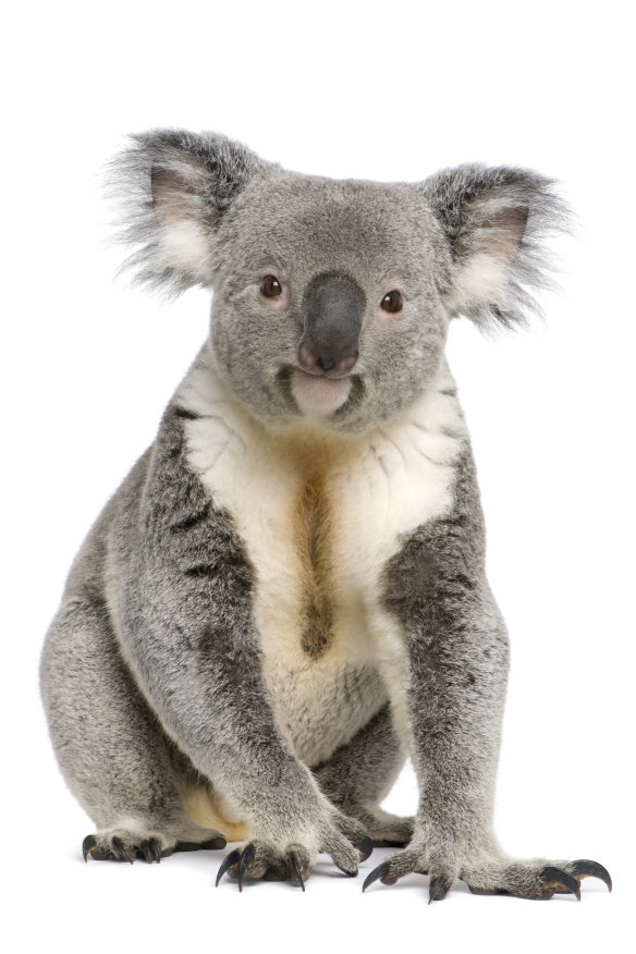 A male koala aged three.