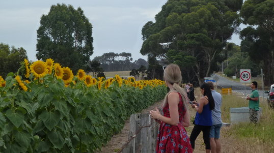 Fans of Max Winter's sunflower crop line Boundary Road, Armstrong Creek, to take photos - you can see a drone above the front woman's head. 
