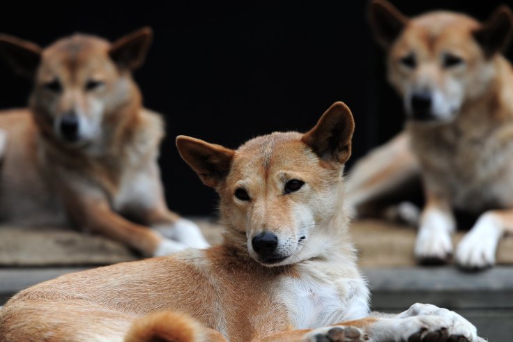 It S Easy To Forget That Dingoes Are Wild Animals
