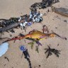 ‘My god, what’s happening?’: Dead weedy seadragons wash up on Sydney beaches