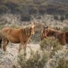 Horse cull to close parts of Kosciuszko National Park through winter