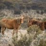 Ecologists say horse herds must be quickly reduced to prevent the extinction of threatened native species.