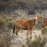 Ecologists say horse herds must be quickly reduced to prevent the extinction of threatened native species.