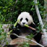 Can you name the Australia zoo home of giant panda Yi Lan?
