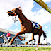 A riderless Half Yours after the fall.