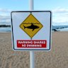Surfers are resistant to shark warnings.