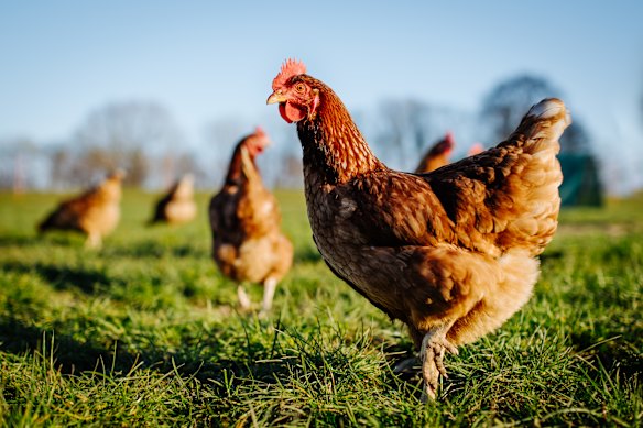 Pasture-raised chickens spend their days foraging outdoors.