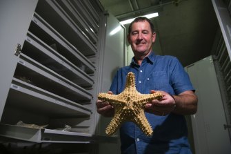 Australian Museum marine invertebrates collection manager Dr Stephen Keable holds Pentaceraster regulas.