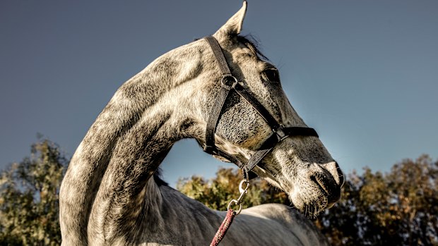 Chautauqua was an original runner in the first The Everest.