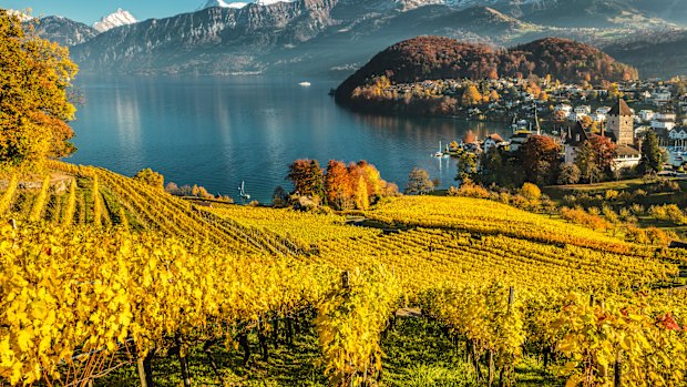 View from a vineyard down to Spiez, Switzerland.