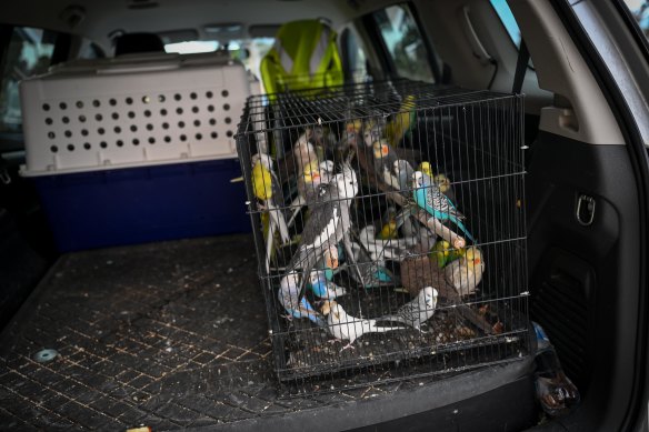 Birds loaded in the back of a car at the Ballarat evacuation centre.
