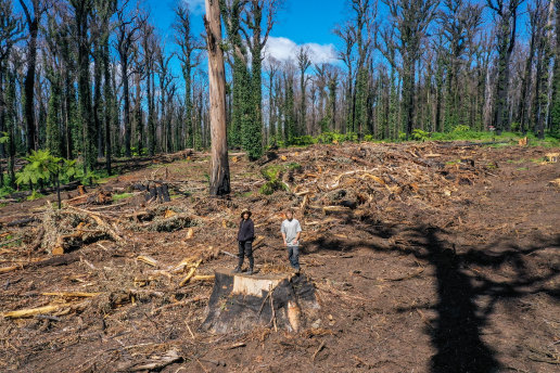 Chris Schuringa (right) with fellow activist Owen Hanson in a logged coupe near Congerah in 2020.