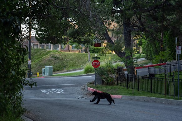 A black bear crosses the street in Monrovia.