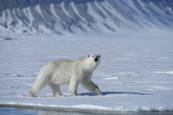 A polar bear in Svalbard. Hunting bears has been banned since 1973.