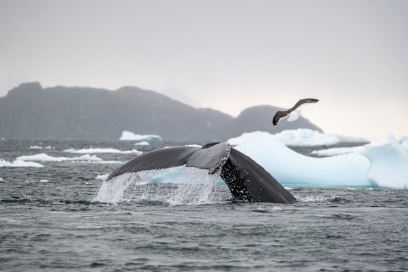 Hunted almost to extinction, humpback whales are making a big comeback.
