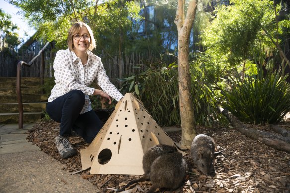 A biodegradable pop-up pod could be key to helping maintain healthy animal populations post-bushfires.