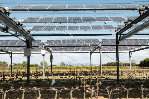 The French Chamber of Agriculture is conducting an experiment with solar panels to limit the effects of global warming on wine producing in Piolenc.