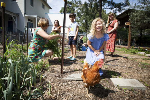 The community garden at Ashbury Public School is very popular among the local community who work together in the garden to grow veggies and keep chickens. 