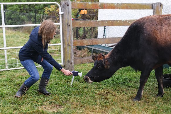 Dr Bronwyn Darlington with her Jersey cows on the family farm in Carwoola, NSW.