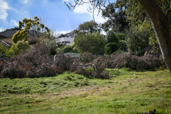 Boroondara council has issued $100,000 in fines for illegal tree removals in the past year.