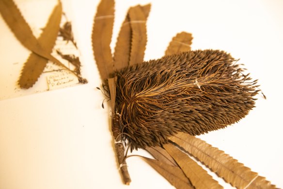 Banksia serrata specimen collected by Joseph Banks in Botany Bay, 1770. 
