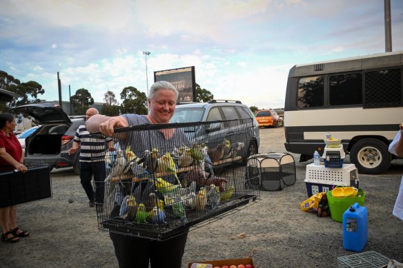 Mel Vincent wrangles her rescued birds.