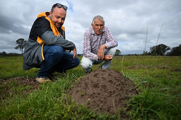 Reece Pianta (left) a fire ant expert at the Invasive Species Council, and local resident and fire ants activist Stuart Webber, inspect a fire ants mound in a horse paddock in Queensland. 