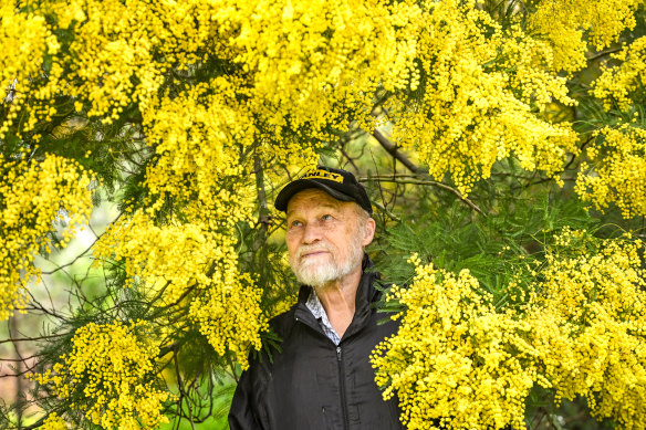 The wattle is out on Herring Island.