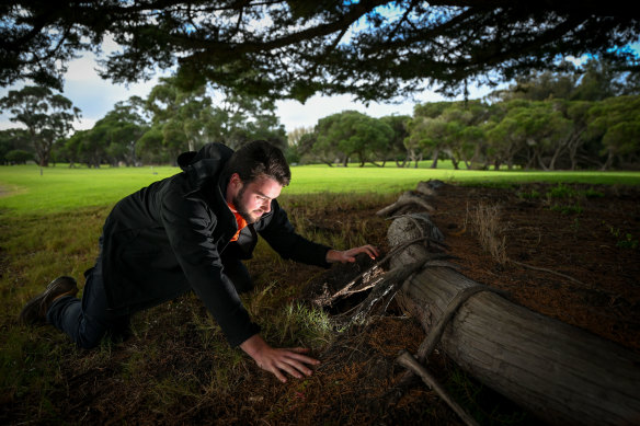Aaron Stephens inspecting a rabbit warren on Phillip Island. 