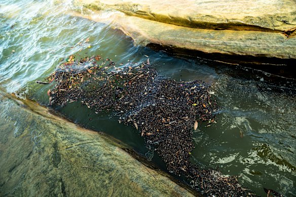 The current stormwater outlet flushes water off the northern end of the beach.