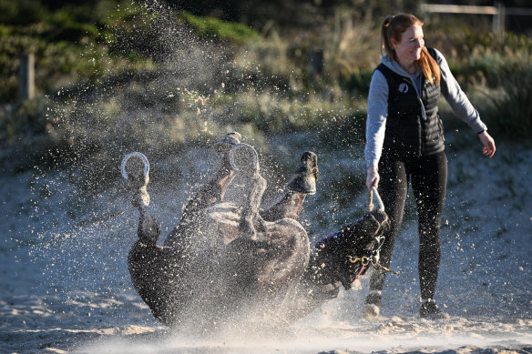 Gold Trip takes a roll in the sand at Carrum beach this week.