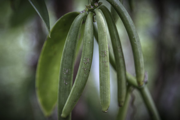 Ripe vanilla pods stamped with the owner’s initials in Antsahalalina, Madagascar.