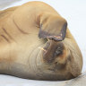 Freya the walrus at the waterfront in Oslo on Monday July 18. Norway authorities said on August 14 they had euthanised Freya due to risk to humans.