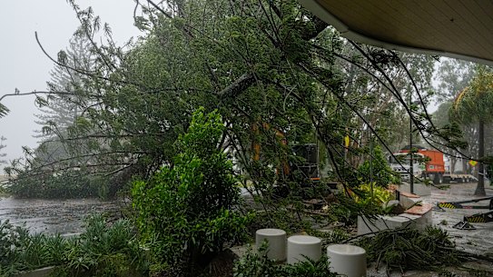 A tree near the shore collapsed facing an apartment complex on March 9, 2025, in Redcliffe.