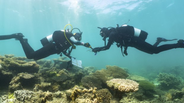 Coral bleaching recorded along WA coast as heat resilient reef projects start up