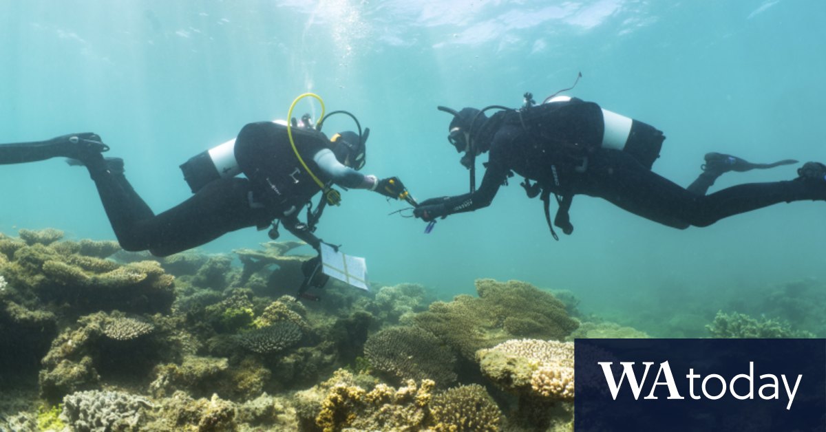 Coral bleaching recorded along WA coast as heat resilient reef projects start up - Vimarsana News