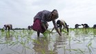 Still growing, just not quite as fast. Farm labourers plant paddy saplings on the outskirts of Ahmedabad, India, on Wednesday,